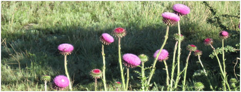 thistles